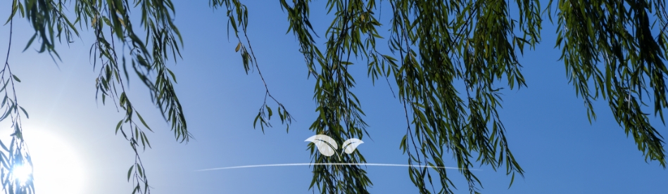 Hängende Bäume kaufen | Trauerbäume kaufen | Gardline